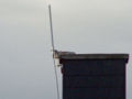 2007jul1-wimo antenne lampenladen ebertstr25 small.jpg